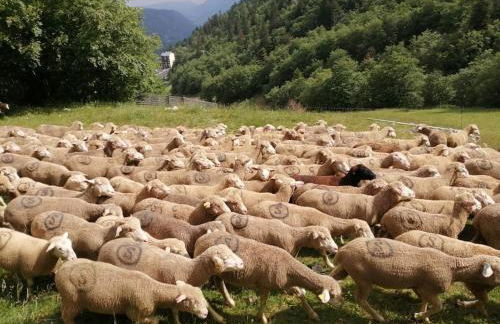 petit nid montagnard - Foto 4