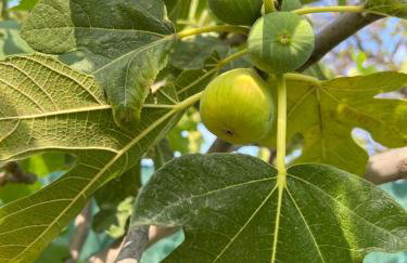 Appartement Vila Fajen - Foto 20