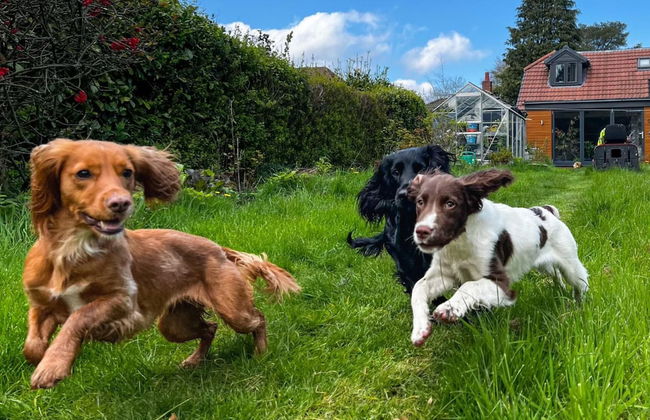 Studio/lickey Hills/near Attractions/garden/petok - Foto 22