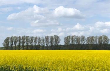 Ferienwohnung Basthorst - Foto 11