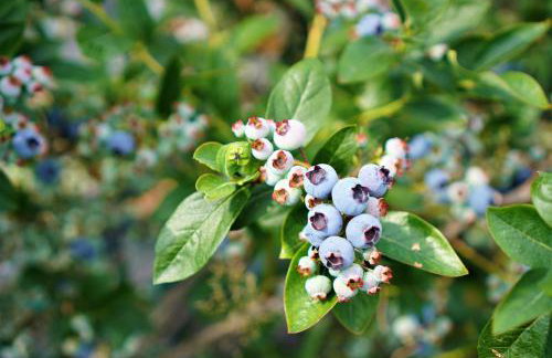 Przytulne Studio Borówkowy Zagajnik - Foto 34