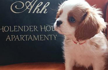 Apartamenty Holender House Choczewo 6 plaż w zasięgu - Foto 26