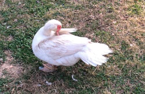 Charming 2-Bed Cabin in Domfront-en-Poiraie - Foto 26