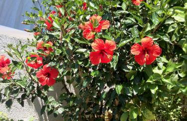 Apartment Pilatus Ošljak - Photo 22