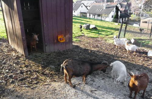 Apartment Pension Himmelsbach by Interhome - Foto 47