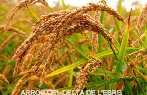 Villa Paquita - Delta de l'Ebre - Foto 39