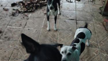 Casa com terreno grande - Foto 3