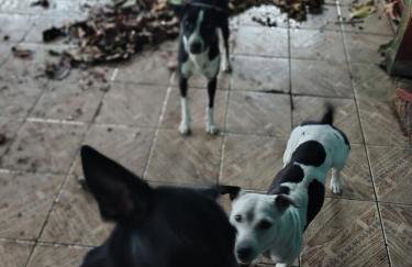 Casa com terreno grande - Foto 3