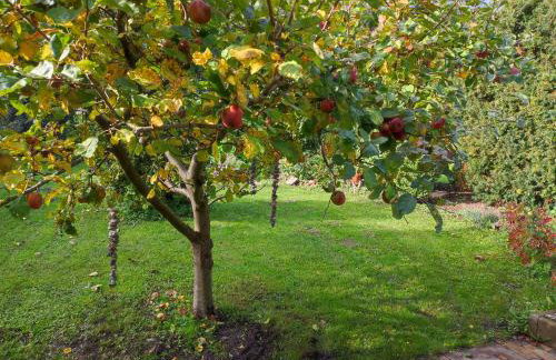 Ferienwohnungen am Schwanensee - Foto 10