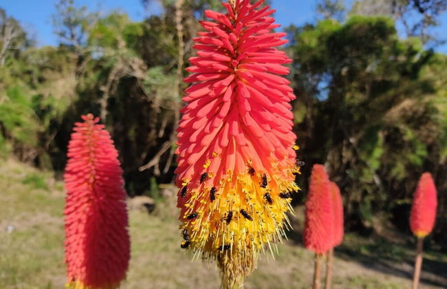 Recanto Vista Alegre - Rancho Queimado - Photo 28