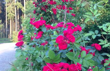 Hundeurlaub im Tiny House im Wald - Foto 71