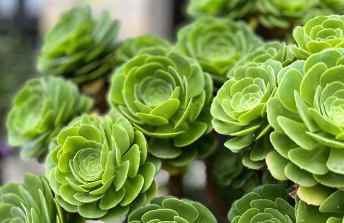 La casita de Olivia Espinaredo - Foto 69