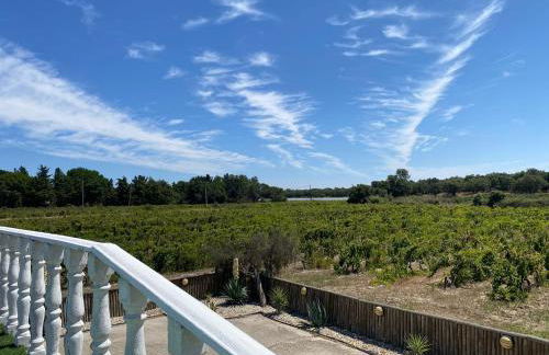 Adega Monte Maneta - Foto 5