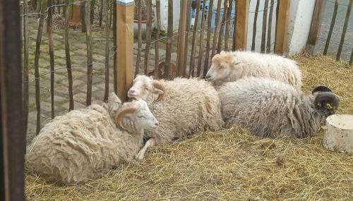 Ferienhaus mit Minibauernhof - Photo 5