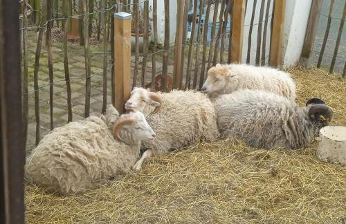 Ferienhaus mit Minibauernhof - Photo 5