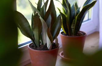 Familiennest am MüritzSee mit Kamin & Sauna - Foto 8