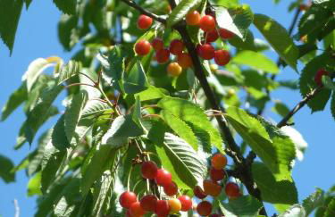 Agriturismo la Fattoria al Crocefisso - Foto 17