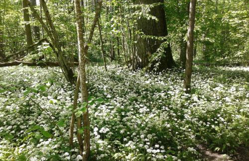 Cztery Pory Roku - Foto 59
