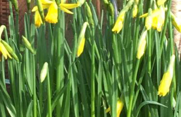 Crug Glas Country House - Foto 21