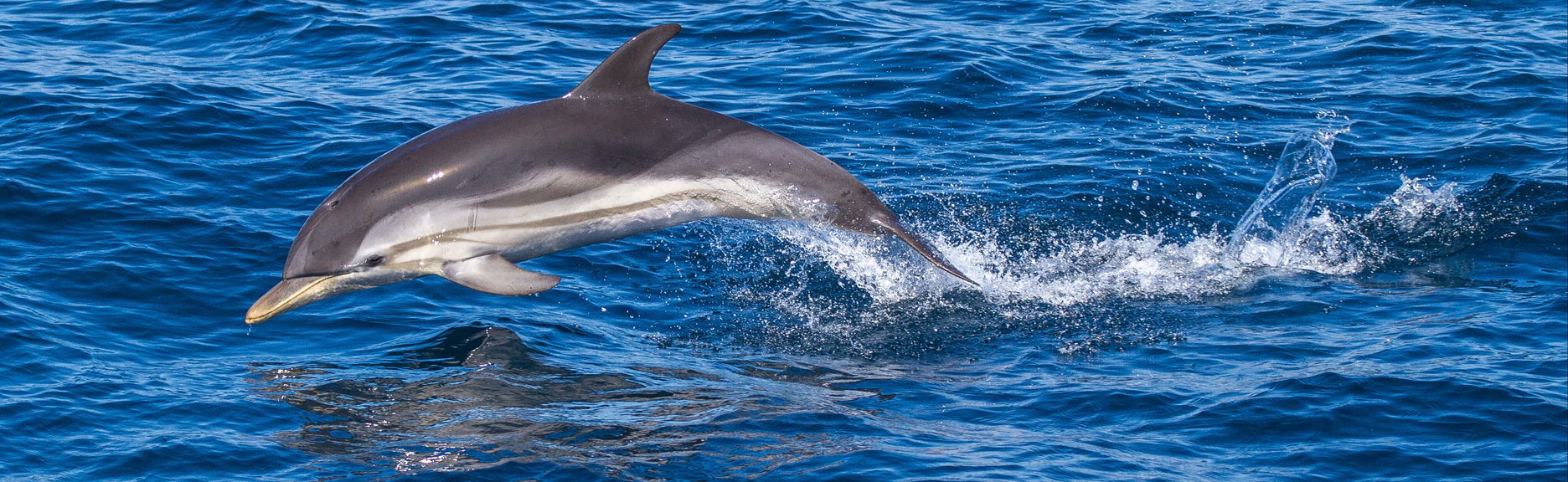 Avistamento de golfinhos em Giardini Naxos