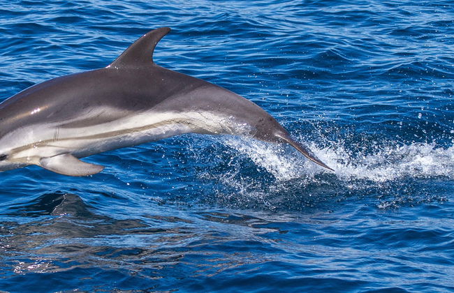 Avistamiento de delfines en Giardini Naxos - Foto 1
