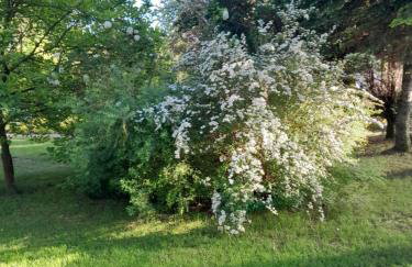 Domek pod Brzozami z jacuzzi ,grillem i tarasem - Foto 36