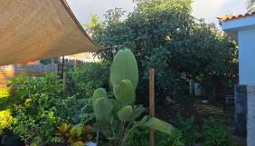 Casa Flamboyan - Foto 2