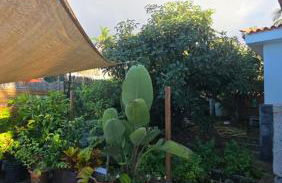 Casa Flamboyan - Foto 2