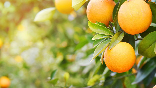 Carcagente Orange Grove Tour