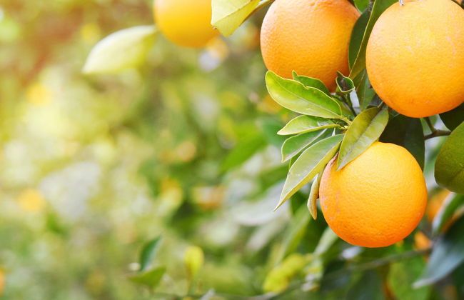 Tour di un aranceto a Carcaixent - Foto 5