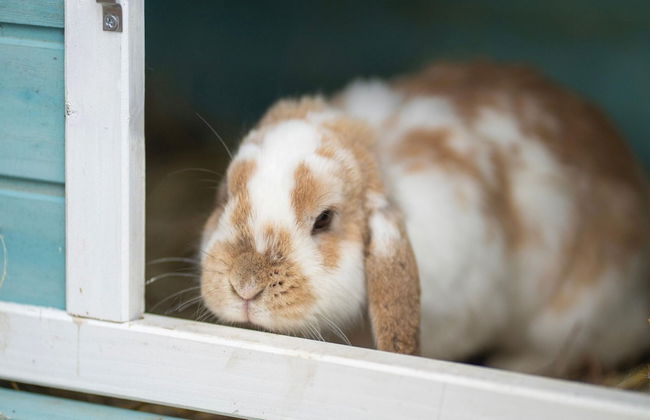Snug Bungalow in Insel Poel Germany near Beach - Photo 20