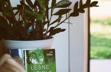 Przewietrzona Głowa - Foto 40