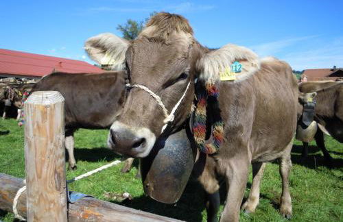 Fewo Allgäufreund - Foto 21