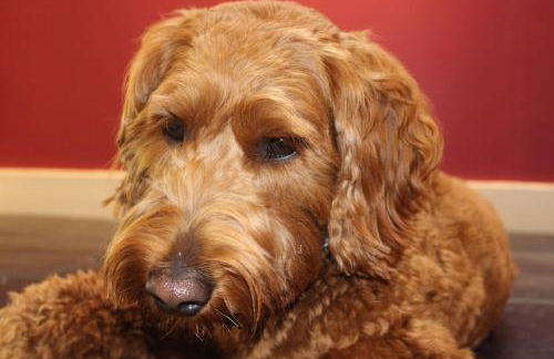 Carphin House near St Andrews - Sleeps 18 - Foto 18