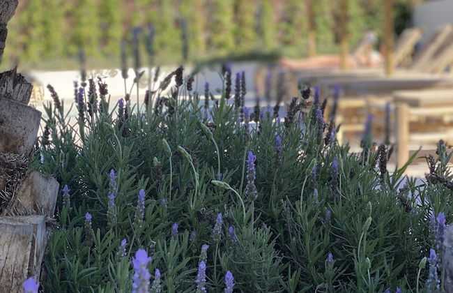 The Olive Boutique Suites and Spa - Foto 68