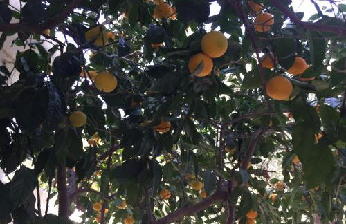 Livanina apartments - Foto 11