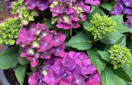 RenaissanceStuben - Foto 42