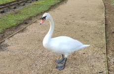 Billing Aquadrome, Horizon 3 Bedrooms, BLP 17A - Photo 66