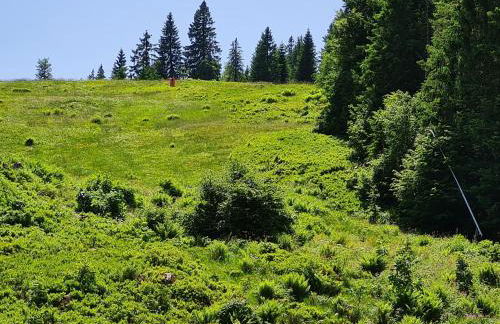 Ferienwohnung BUTTERBLUME, Feldberg - Haus Wiesenquelle - Foto 30