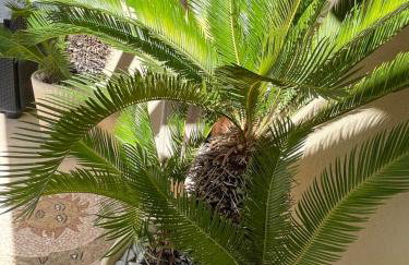 Ancora del Salento - Foto 31