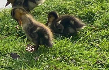 The Estate, Luxury Spacious Family Stay with 3 Hot Tubs, Scenic Views Sleeps 16 near Durham & Bishop Auckland - Foto 60