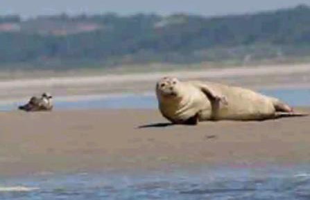 Plaisir en baie - Foto 40