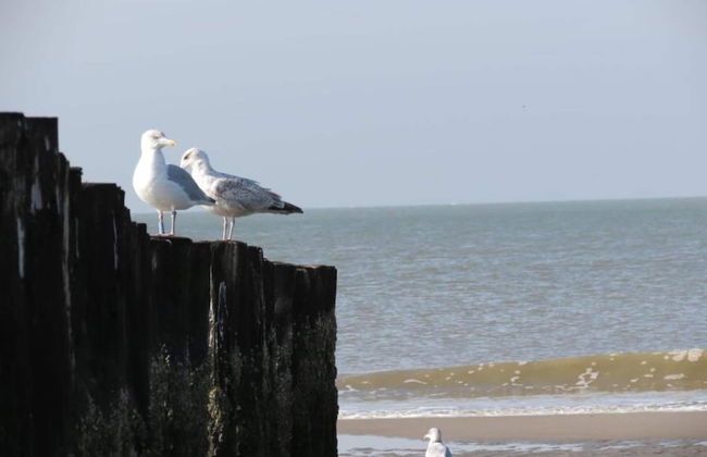Studio in Domburg Near Beach and Golf - Photo 39