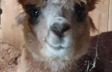 Hof Albersmeier Hüttinghausen / Urlaub am Stall - Foto 12