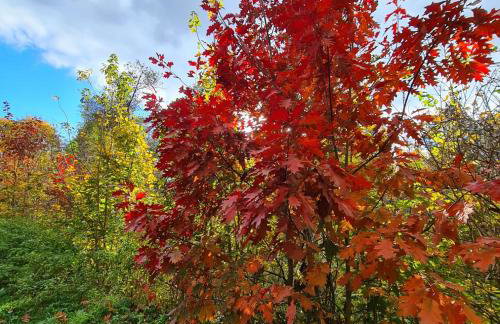 Domek pod Lasem - Foto 10