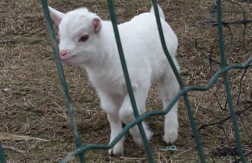 Agriturismo Quadrifoglio Relax - Foto 41