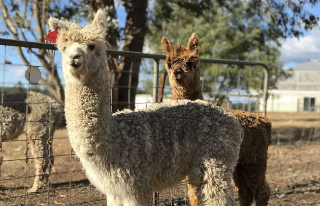 Jarrah Glen Cabins - Photo 23