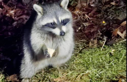 Lakeside Retreat on 10 Secluded Acres - Foto 49