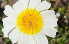 CASA GRANDE FINCA EL CALABRES - Foto 42