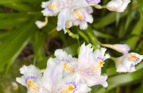 Garden Suite - Foto 70